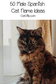 100 Spectacular Spanish Cat Names For Male Female Kitties Cat Names Cats Sweet Animals