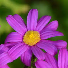 Image result for Senecio elegans