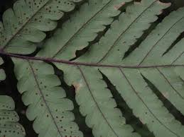 Image result for Ctenitis