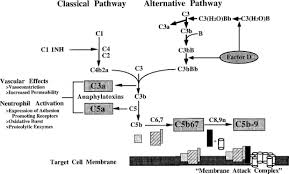 Image result for Complement Pathway
