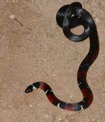 French Guyana Ground Snake Atractus Badius Micheli Snake Snake Venom Guyana