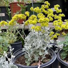 Image result for Eriospermum flexuosum