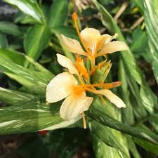 Image result for Helichrysum moggii