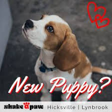 Bekijk onze long island puppy selectie voor de allerbeste unieke of custom handgemaakte items uit onze shops. 79 Long Island Puppies Ideas Puppies Dogs Breeds