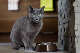 As we have said the average life span of home cats is quite high due to the good care that these beloved pets usually receive from their masters, apart from the cuddles and. Facts About Russian Blue Cats What You Need To Know About These Kitties