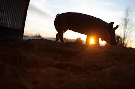 Check out the official the biggest little farm trailer starring john chester and molly chestera testament to the immense complexity of nature a testament to the immense complexity of nature, the biggest little farm follows two dreamers and a dog on an odyssey to bring harmony to both. Q A With John Chester Director Of The Biggest Little Farm