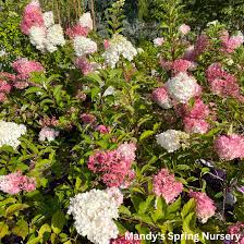Image result for hydrangea paniculata vanille fraise