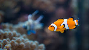 What makes our pet shops in singapore more unique is the fact that we even serve as aquarium shop singapore. How To Start A Pet Fish Store