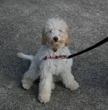 As a boutique coffee roaster and a coffee equipments wholesaler, we thrive on creating specialty coffee and supplying best coffee equipments in australia. Portuguese Water Dog Labradoodle Vie For Key White House Post