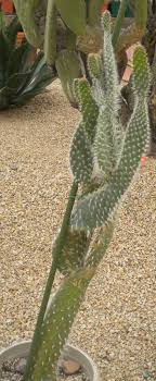 The species is quite frost tolerant and is found in locations up to 7,000 feet elevation, such as the south rim of the grand canyon. Guide To Desert Plants With Photos Scw Desert Garden Club