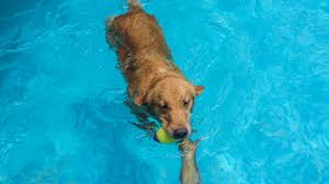 List of all city pools. Calgary Dogs Celebrate End Of Summer With A Citywide Pool Party Abc7 San Francisco