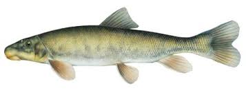 Image result for Platostoma montanum