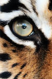 Epingle Par Levent Akkaya Sur Visual Snaps Animaux Animaux Sauvages Photo Animaux