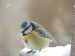 • quoi de bon au menu? C Est L Hiver Au Coeur Des Anges Oiseaux Des Jardins Animaux Mignons Oiseaux