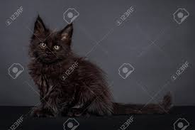 The color throughout the body will remain uniform, and there will be other color seen anywhere. Fluffy Solid Black Maine Coon Cat Kitten Sitting Side Ways Looking Straight At Camera Isolated On Black Background Stock Photo Picture And Royalty Free Image Image 128014175