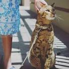 Savannah Cat Price Chart ranges in cost for healthy ...