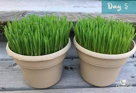I filled mine a bit higher than this. The Ultimate Guide To Growing Cat Grass 2020