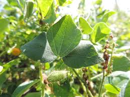 Image result for Rhynchosia viscosa