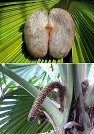 Major differences between male and female trees the major difference between male and female trees or plants, is that female trees or flowers produce fruit seeds when male flowers or plants produce pollen. The Female Coco De Mer Tree Produces Fruit Shaped Like A Woman S Thighs The Male Coco De Mer Tree Produces Something Else Entirely Imgur