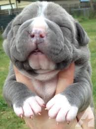 Rehome buy and sell, and give an animal a forever home with preloved! Blue Bully Pitbull Puppies Pitbull Puppies Cute Baby Animals Pitbull Puppies For Sale