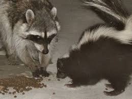 We did not find results for: Ø±Ø§ÙƒÙˆÙ† Ø­ÙŠÙˆØ§Ù† Ø§Ù„Ù…Ø¹Ø±ÙØ©