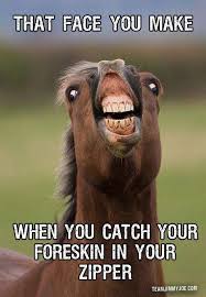 16 Oddly Random Funny Pics Memes Team Jimmy Joe Funny Horse Memes Funny Pictures Funny Horse