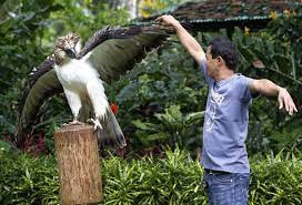 Prefers to eat monkeys, particularly macaques. Pin On Eagles