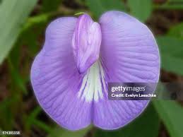 Image result for Clitoria