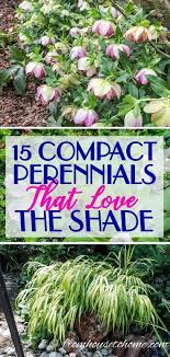 This tiny plant barely grows up to 3 inches tall. Perennial Ground Cover 21 Low Growing Plants That Thrive In The Shade Gardening From House To Home Shade Loving Perennials Ground Cover Plants Shade Plants