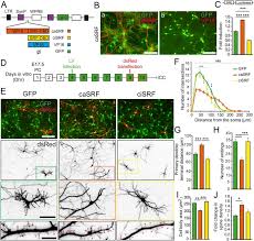 Das erste gruppenspiel der em 2021 findet zwischen wales und der schweiz statt. Fine Tuned Srf Activity Controls Asymmetrical Neuronal Outgrowth Implications For Cortical Migration Neural Tissue Lamination And Circuit Assembly Scientific Reports