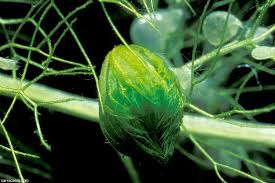 Image result for Aldrovanda