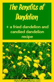 Fried Dandelions Candied Dandelions Recipe Dandelion Benefits Dandelion Recipes Diy Natural Products