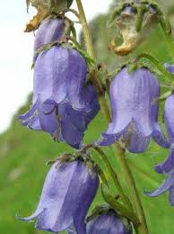 Heirloom 1000 Seeds Campanula Bellflower Peach Bells Par Seedsshop 1 79 Heirlooms Flowers Pretty Plants Flowers