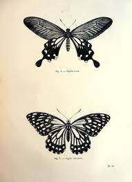 1860 Nice Vintage Butterflies Engraving By Lyranebulaprints 24 99 Butterfly Tattoo Butterfly Tattoo On Shoulder Vintage Tattoo
