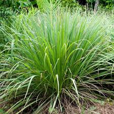 Image result for Cymbopogon citratus
