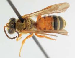 Image result for Lipotriche