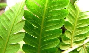 Image result for Christella gueinziana