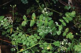 Image result for Berula erecta