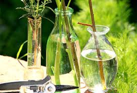 La Bouture Du Jasmin Dans L Eau En 2020 Boutures Comment Faire Une Bouture Jasmin Grimpant