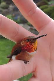 While we know the smallest and second smallest birds in the world, does this mean the bee hummingbird has the smallest egg? A Bee Hummingbird Smallest Bird In The World Aww