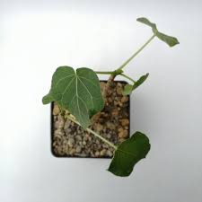 Image result for Ficus abutilifolia