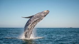 The humpback whale (megaptera novaeangliae) is a species of baleen whale. 11 Bouyant Facts About Humpback Whales Mental Floss