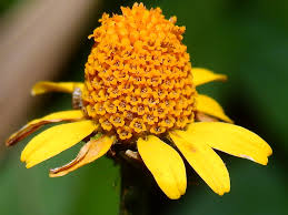 Image result for Acmella