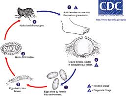 Image result for scabies transmission