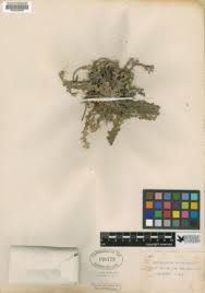 Image result for Selaginella lewalleana