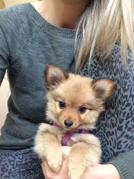 Pomchi Female For Sale Bradford West Yorkshire Pets4homes Pomchi Puppies Puppies Pomchi Dogs