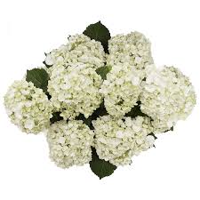 Stem length 23 (60 cm); 30 White Mini Hydrangea Flowers Beautiful Fresh Cut Flowers Express Delivery Walmart Com Walmart Com
