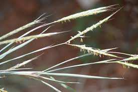 Image result for Andropogon gayanus