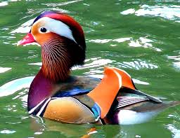 What is a mandarin duck? Mandarin Duck