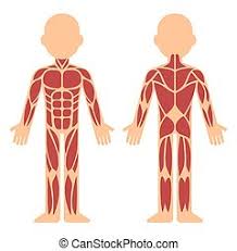 See how all sharpness disappears? Muscles German Names Chart Muscular Male Body Muscle Chart With German Description Of The Most Important Muscles Of The Canstock